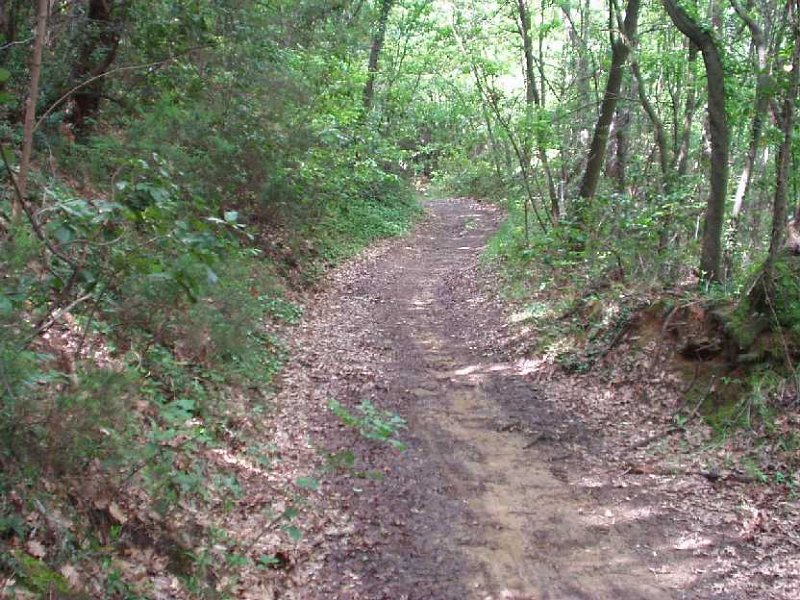 B15 Sentiero Le Polle.JPG - STERRATO DELLE POLLE